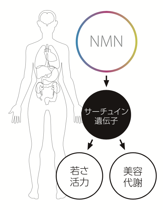 NMN点滴